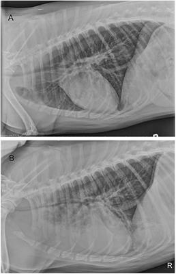 Obstructive Tracheal Necrosis in a Dog Secondary to Smoke Inhalation Injury—Case Report